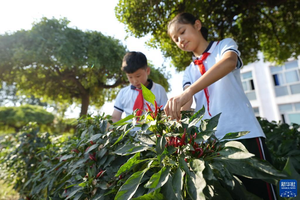 手机验证送彩金